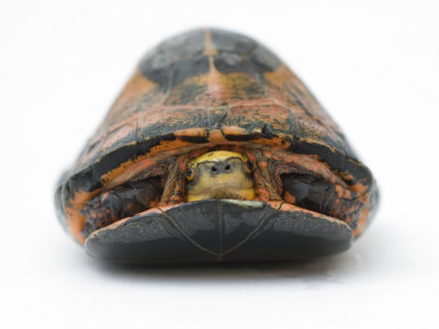 Indochinese+box+turtle