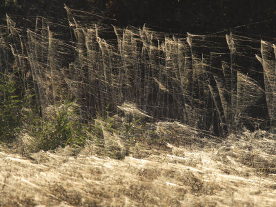 spiderwebs