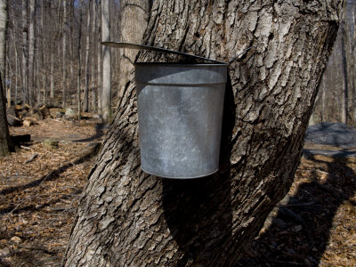 Ascent Of Sap. Maple+tree+sap+dripping