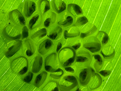 Glass Frog Eggs on Leaf with a glass frogs. Glass Frog Eggs on Leaf with a