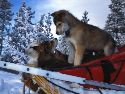 Siberian Husky Puppies Play on a Snow Sled Photographic Print
