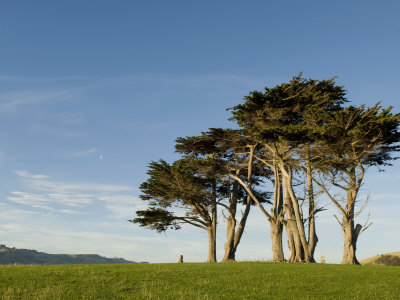 Group of Macrocarpa Pine Trees