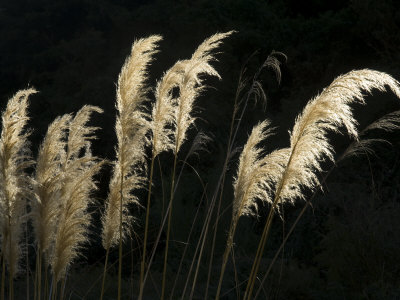 Group of Toi Toi Plants