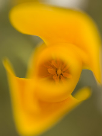 california poppy flower. Yellow California Poppy Flower (Eschscholzia Californica) Photographic Print. zoom. view in room