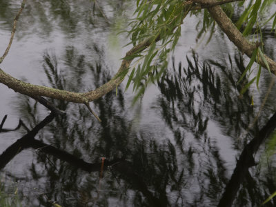 Weeping+willow+tree+tattoos+women