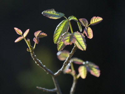 poison oak leaves. Toxic and Oily Poison Oak (Rhus Diversiloba) Leaves Photographic Print. zoom. view in room