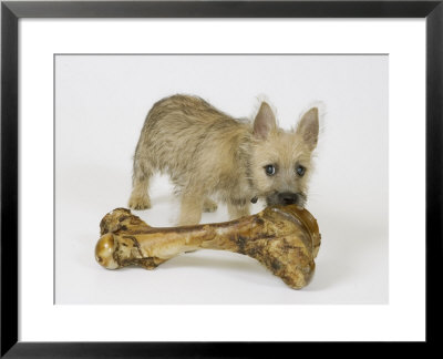 cairn terrier puppies. Cairn Terrier Puppy with Bone,