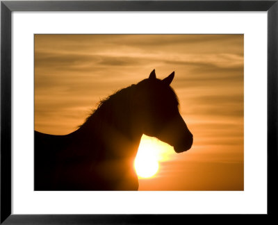 mustang logo silhouette. mustang logo eps.