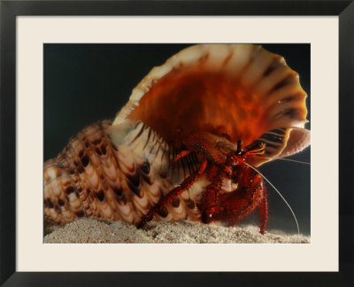 hermit crab shells. Red Hermit Crab Occupying the