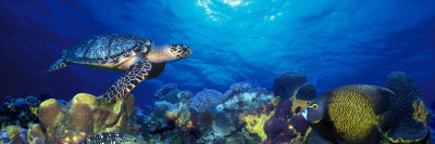 Hawksbill Turtle and French Angelfish with Stoplight Parrotfish Stretched Canvas Print