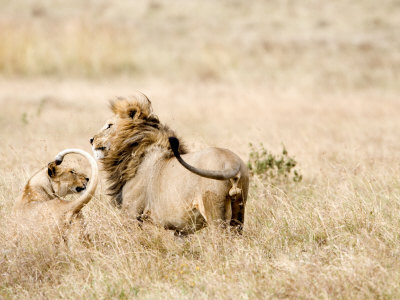 lions and lionesses. and lions, lionesses