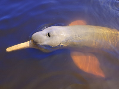 map of brazil amazon river. Wild Pink Amazon River Dolphin