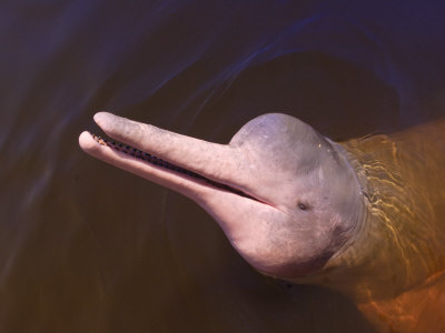 map of brazil amazon river. Wild Pink Amazon River Dolphin