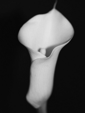 A White Lily Flower Centered in Black and White Photographic Print