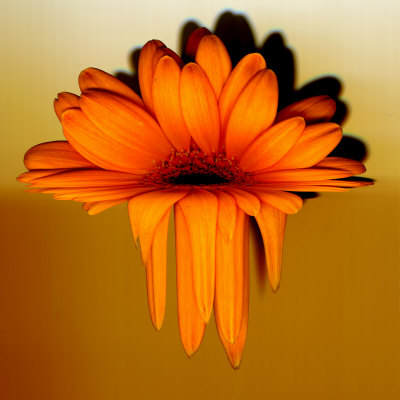 Gerbera Flower Melting, Digital Manipulation Stretched Canvas Print
