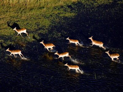 http://cache2.artprintimages.com/p/LRG/40/4038/WR5LF00Z/art-print/beverly-joubert-herd-of-antelope-running-through-water-and-onto-land.jpg
