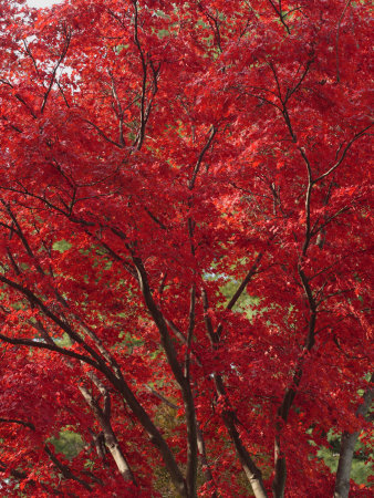 japanese maple tree types. japanese maple tree types.