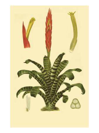 tropical tillandsia giclee printzoomview in room