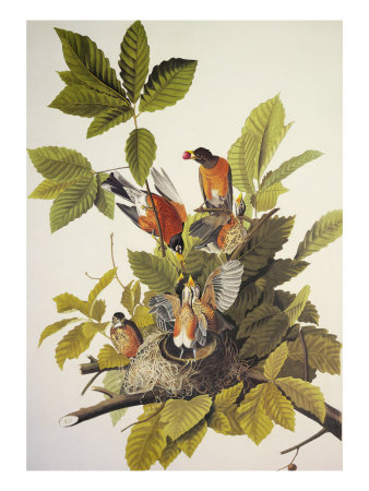 American Robin Giclee Print American Robin Giclee Print