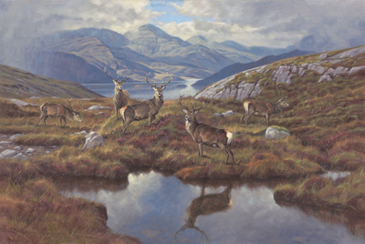 Stags At Wester Ross Limited Edition Print on Canvas Stags At Wester Ross Limited Edition Print on Canvas