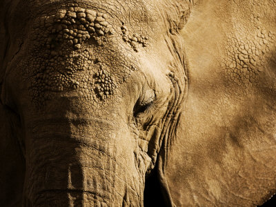 african elephant art. African Elephant Eye Premium