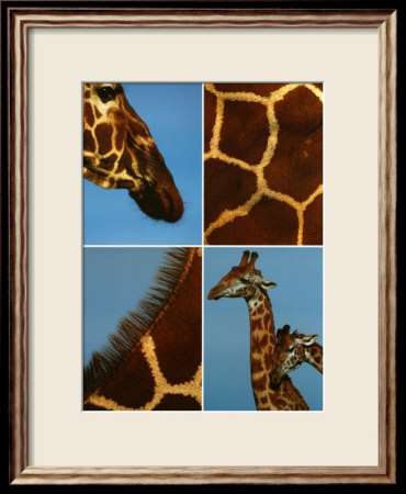 Pictures Of Giraffes To Print. Giraffes Framed Print