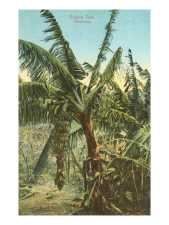 Banana Trees, Bermuda Giclee Print Banana Trees, Bermuda Giclee Print