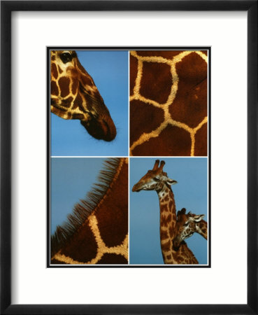 Pictures Of Giraffes To Print. Giraffes Framed Print