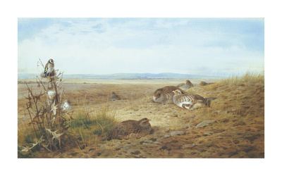 Partridges and Goldfinch Premium Giclee Print Partridges and Goldfinch Premium Giclee Print