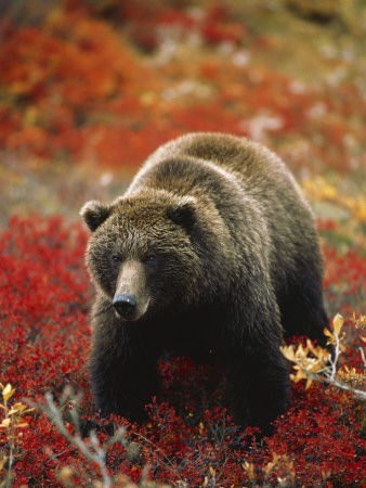 grizzly bear standing. Grizzly Bear Standing Amongst