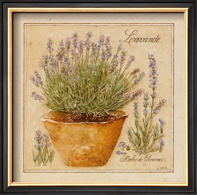 Herbs De Provence. Herbes de Provence, Lavande