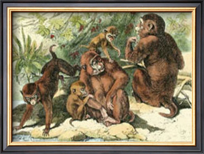 Pics Of Monkeys. Family of Monkeys II Framed