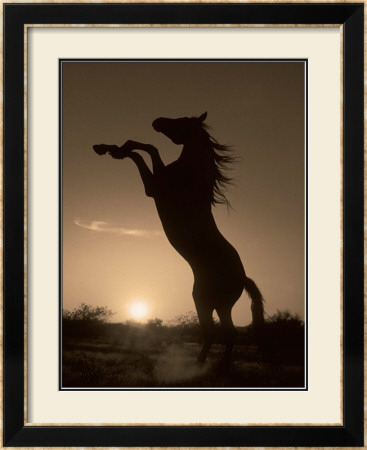 rearing horse silhouette. Rearing Horse Silhouette