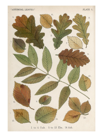elm tree identification. elm tree identification by