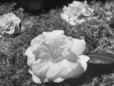 Camelias Being Shown at a Flower Show Stretched Canvas Print