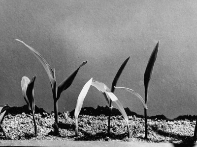 Albino Corn, Radiation Effects Stretched Canvas Print
