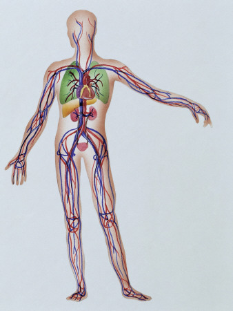 human body parts. internal parts of human body