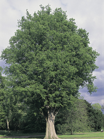 Zelkova+tree+in+fall