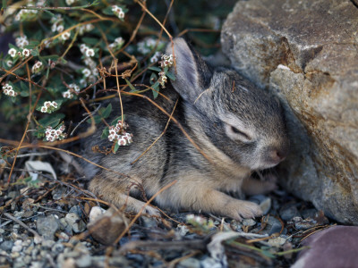 Cute Baby Pictures  Flowers on Cute Baby Cottontail Rabbit Resting Against A Large Rock In Desert