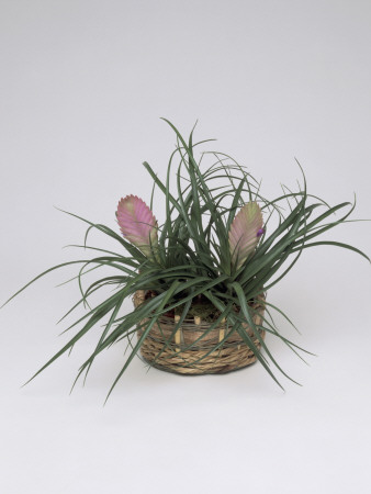 tillandsia painting display