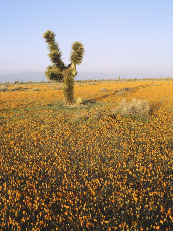 California+poppy+fields+location