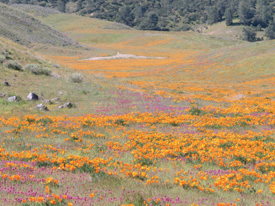 California+poppy+fields+location