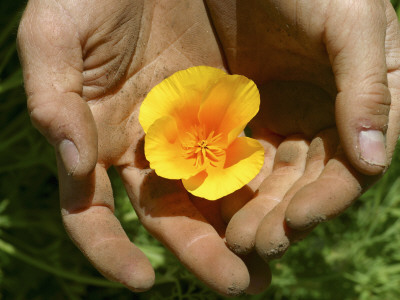 California+state+flower+golden+poppy