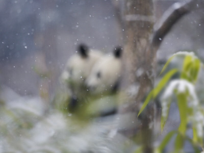 pandas eating bamboo. Giant Pandas Eating Bamboo