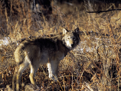 Anime Wolf Black. lack anime wolf with wings.