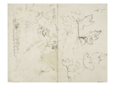Etude-dherbes--de-fleurs-et-feuilles