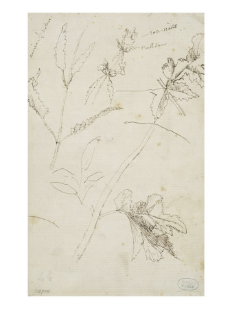 Etude-de-feuilles