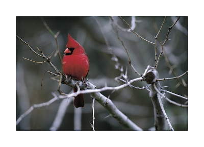 Cardinal Giclee Print Cardinal Giclee Print