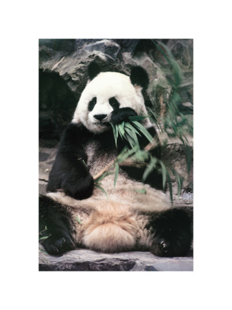 giant panda coloring pages