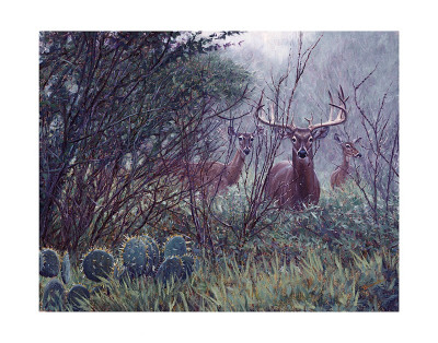 Lone Star Whitetail Print Lone Star Whitetail Print